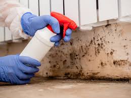 Best Mold Damage Restoration  in Mcallen, TX